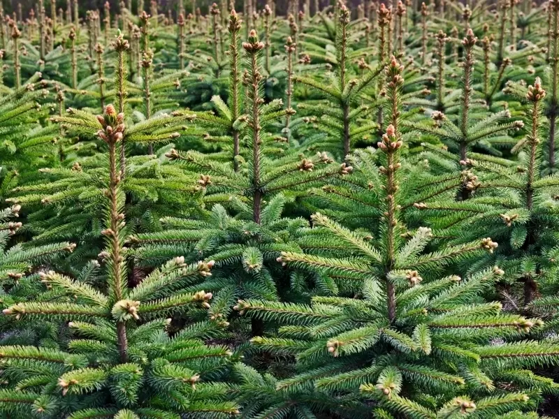 Kerstbomen verkopen met Tour de Heroes